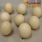 Huevos de Avestruz