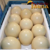 Huevos de Avestruz para incubar
