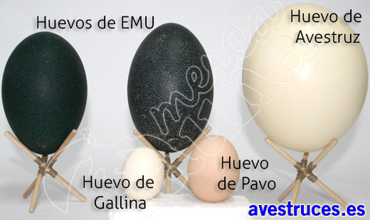 Comparativa Huevos de Avestruz