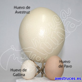 Tamaño del huevo de Avestruz