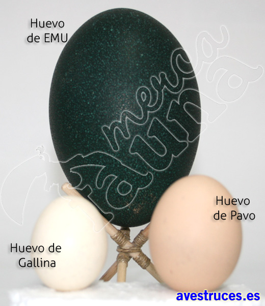Tamaño del huevo de emu
