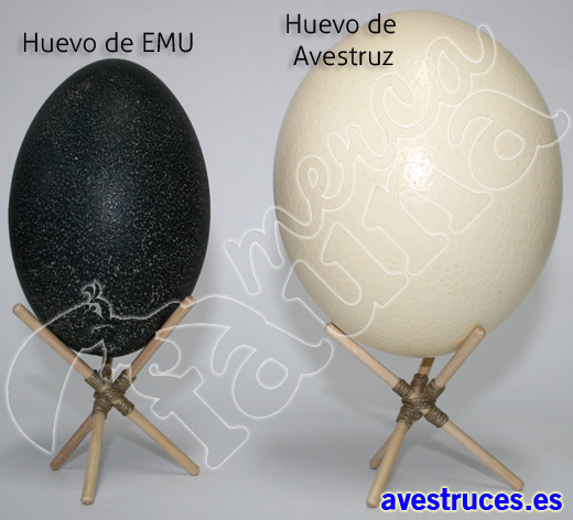 comparativa huevo de avestruz y huevo de emu