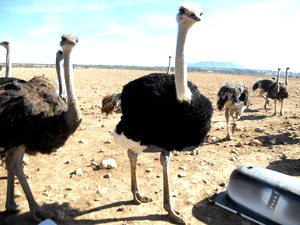macho de avestruz