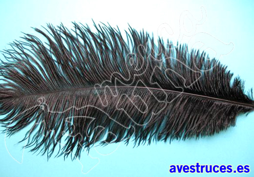 plumas de avestruz