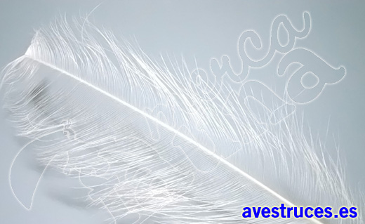 plumas de avestruz