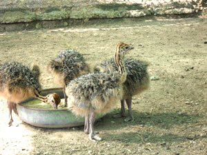 pollos de avestruz